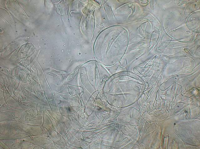 Amanita spec. Cod.: 4748-07